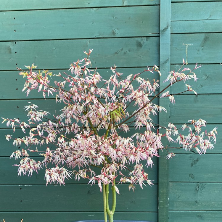 plant image 1478751 plant image 1478751