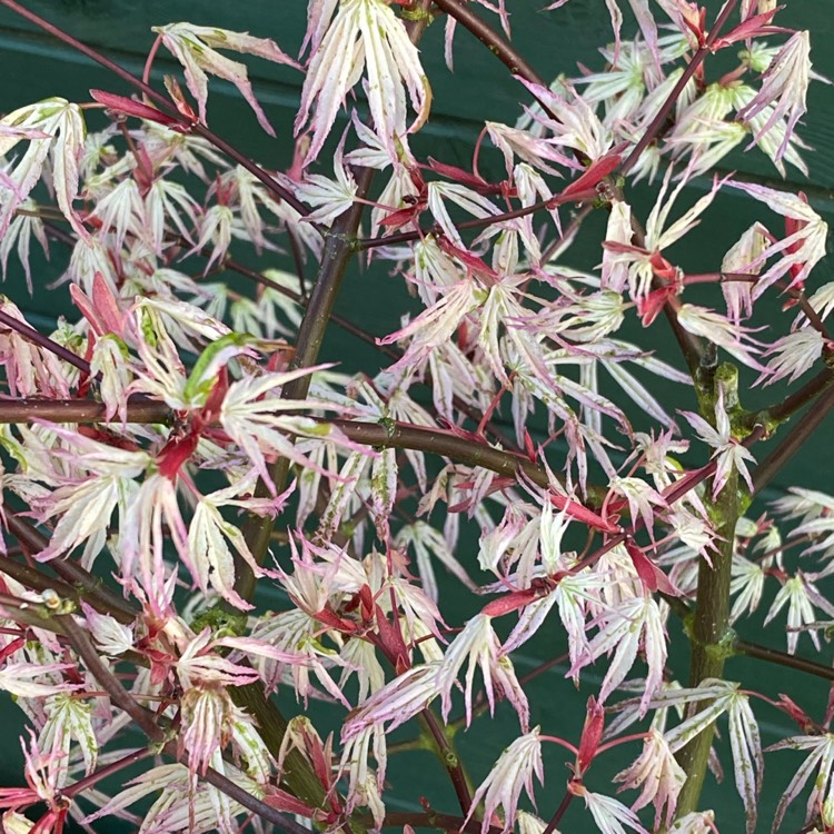 plant image 1478752 plant image 1478752