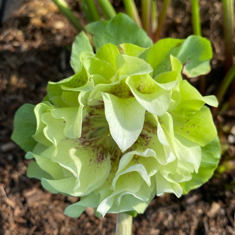 plant image 1479278 plant image 1479278