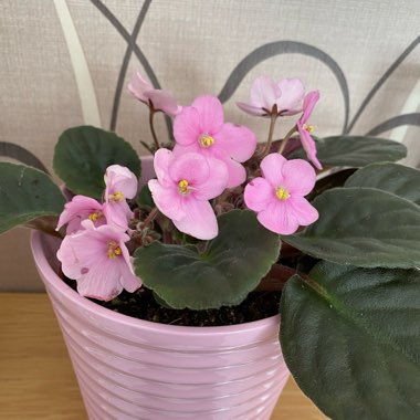 Streptocarpus sect. Saintpaulia  syn. Saintpaulia
