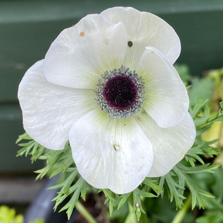 plant image 1481686 plant image 1481686