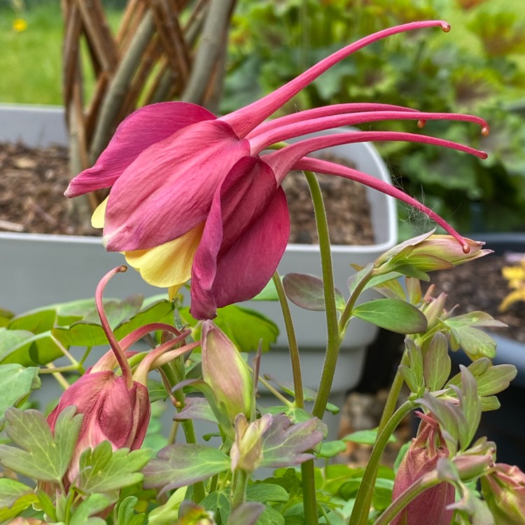 plant image 1481692