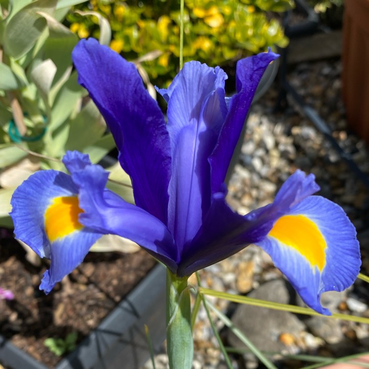 plant image 1482141 plant image 1482141