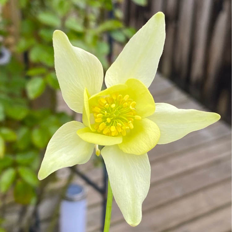 plant image 1482143