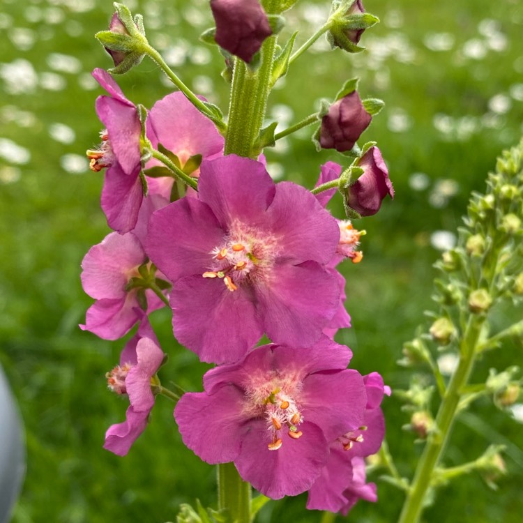 plant image 1482148 plant image 1482148