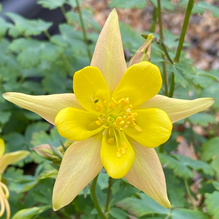 plant image 1484887