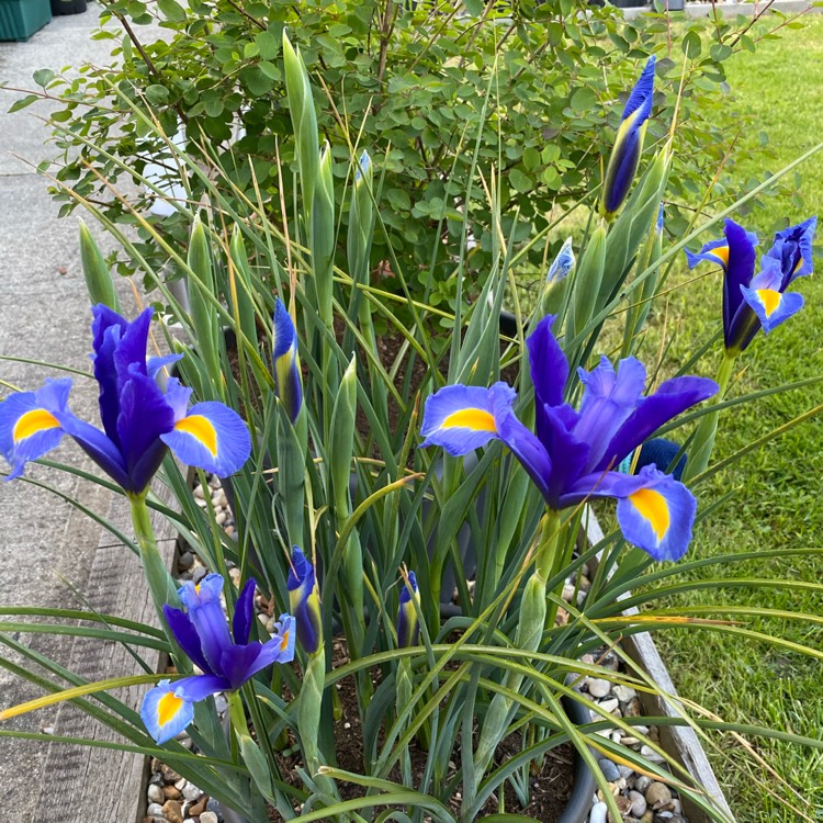 plant image 1485865 plant image 1485865