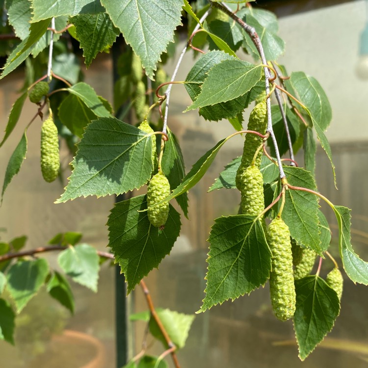 plant image 1486347