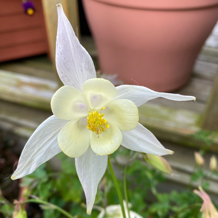 plant image 1488011