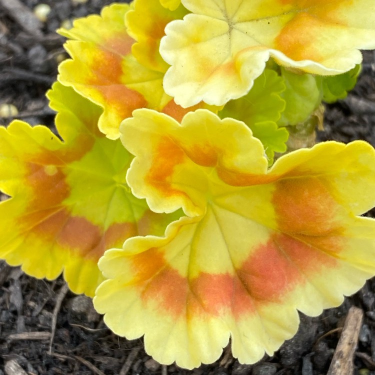 plant image 1489660 plant image 1489660
