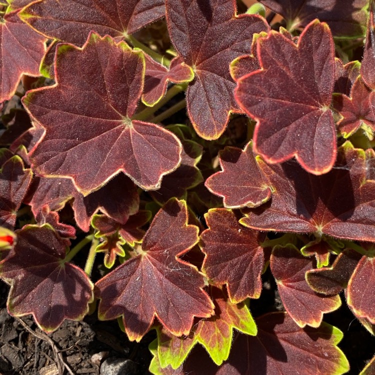 plant image 1489667 plant image 1489667