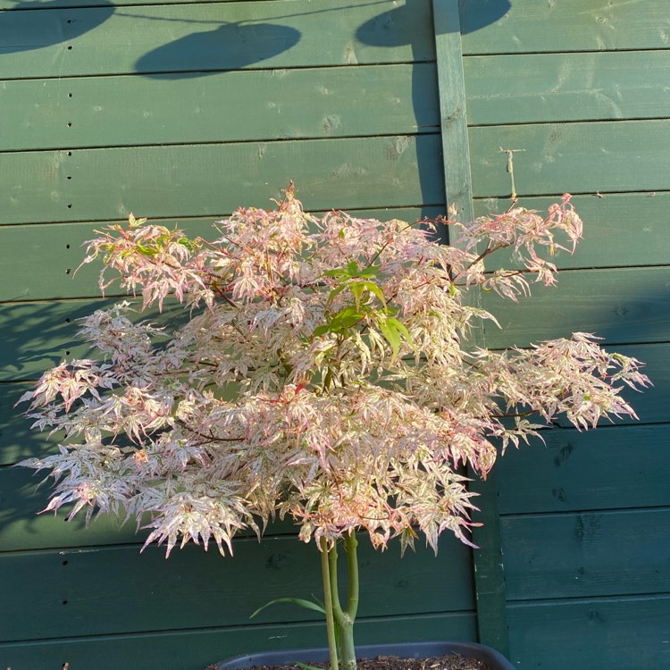 plant image 1489673 plant image 1489673