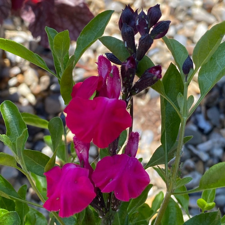plant image 1490214