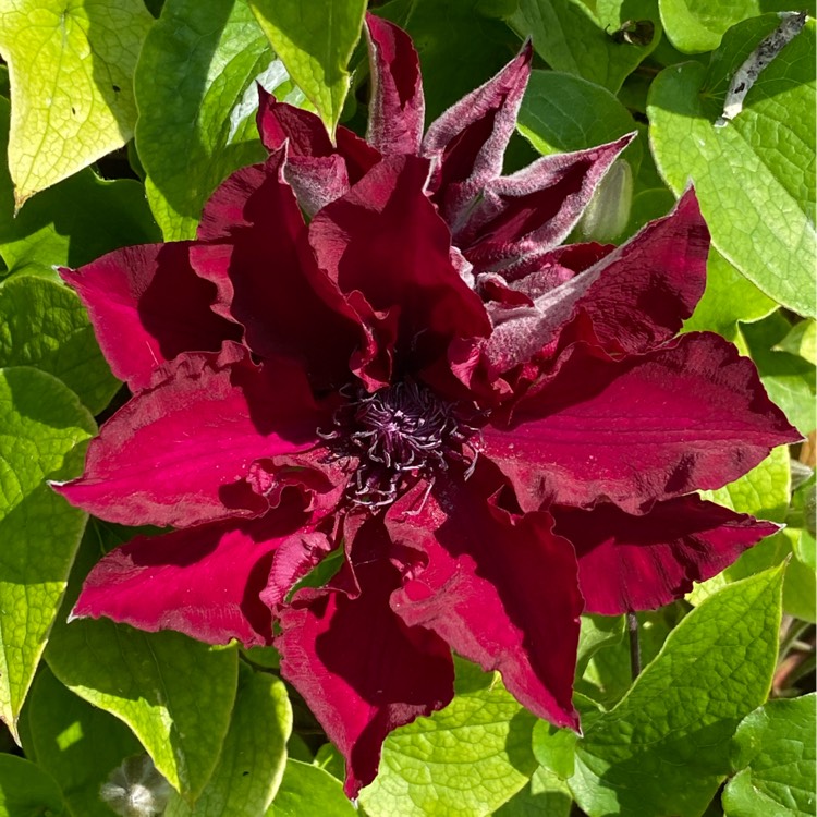 plant image 1490217 plant image 1490217