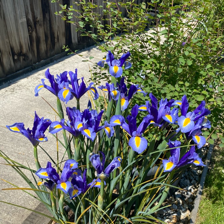 plant image 1491439 plant image 1491439