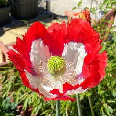 Papaver somniferum 'Victoria Cross'