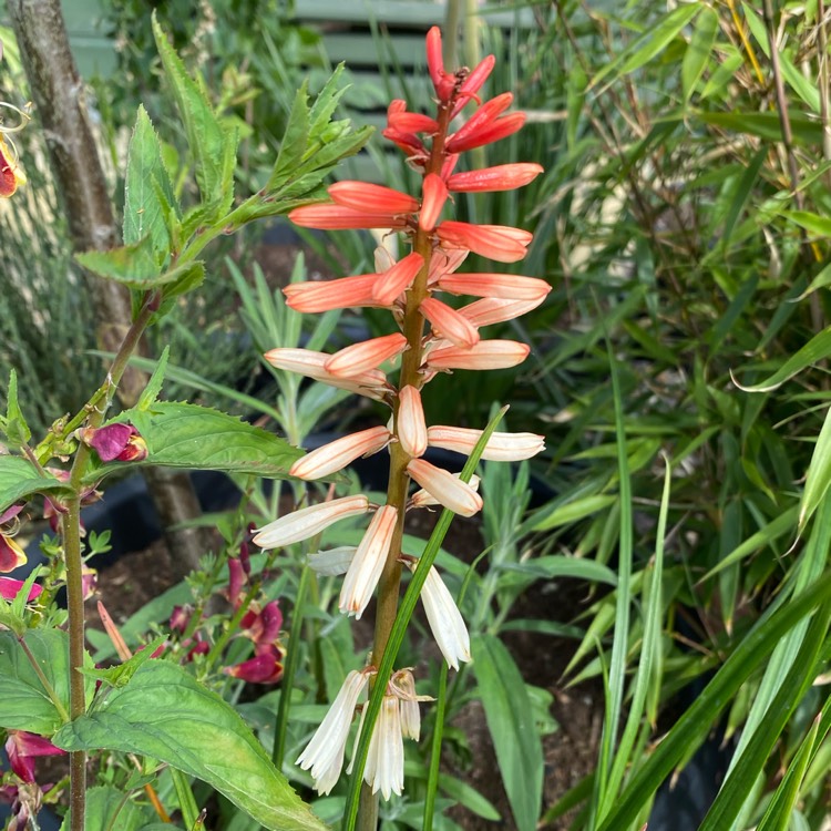 plant image 1495355 plant image 1495355