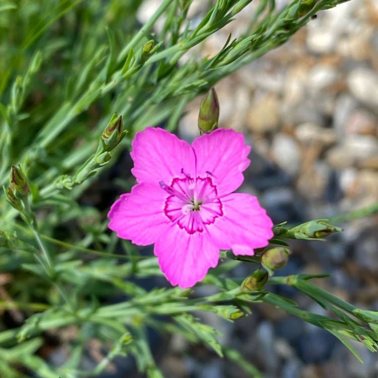 Plant image Dianthus deltoides 'Brilliant'
