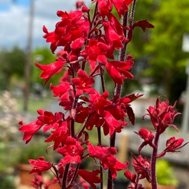 Heuchera 'Lipstick'