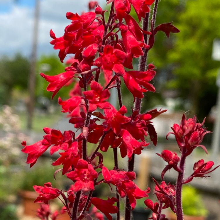 plant image 1496408 plant image 1496408