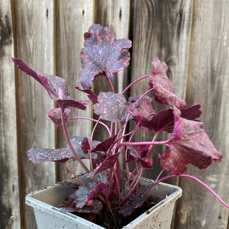 plant image 1497006