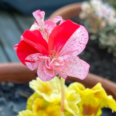 Pelargonium