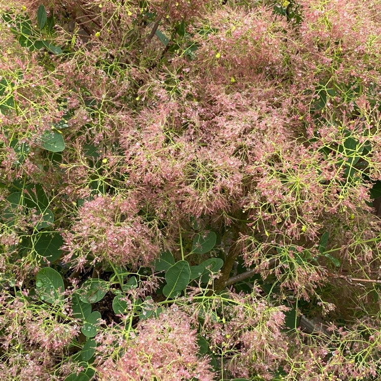 plant image 1499533 plant image 1499533
