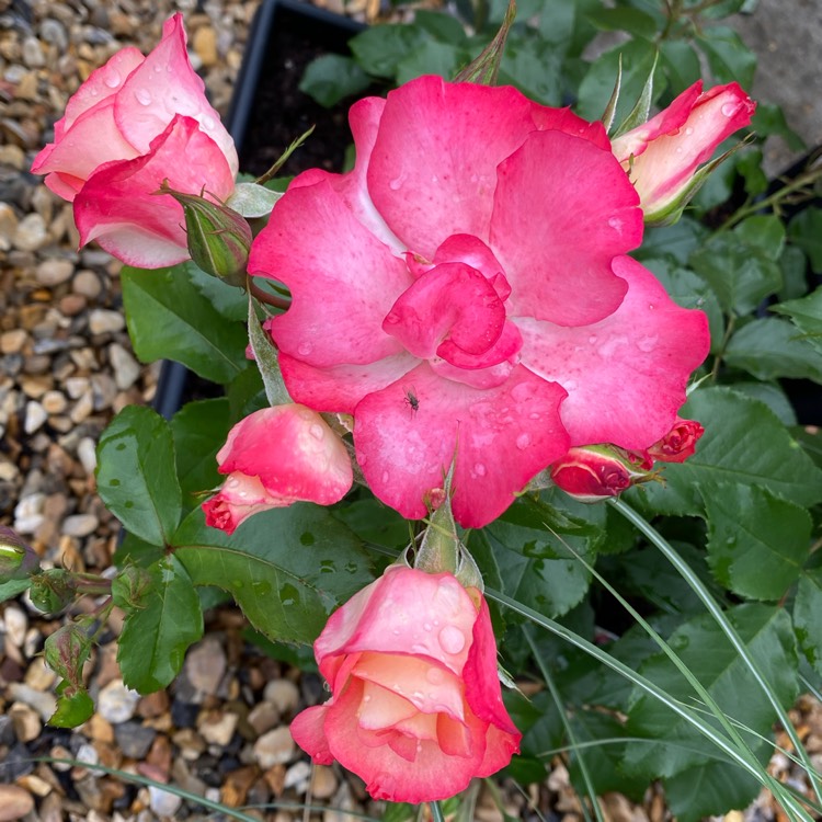 plant image 1500360 plant image 1500360