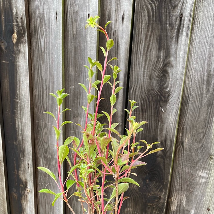 plant image 1502749