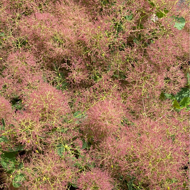 plant image 1503201 plant image 1503201