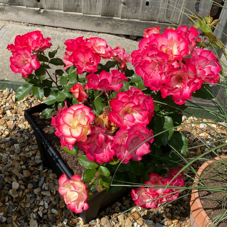 plant image 1504125 plant image 1504125