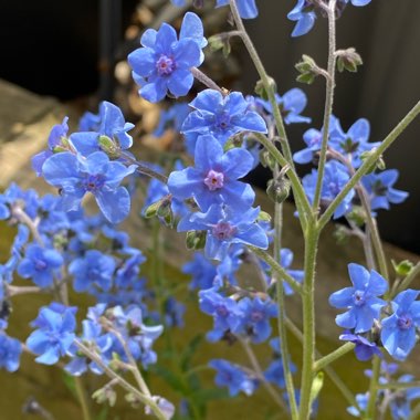 Cynoglossum amabile
