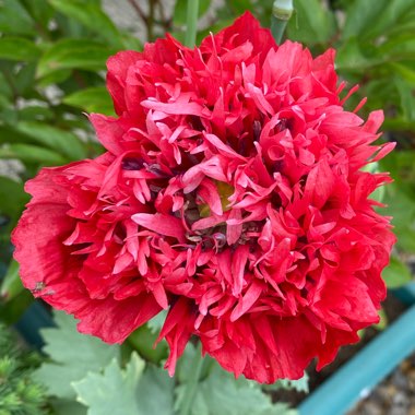 Papaver
