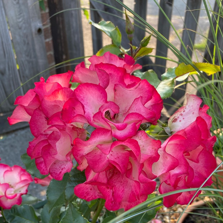 plant image 1505407 plant image 1505407