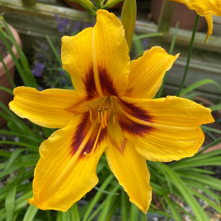 plant image 1506179 plant image 1506179