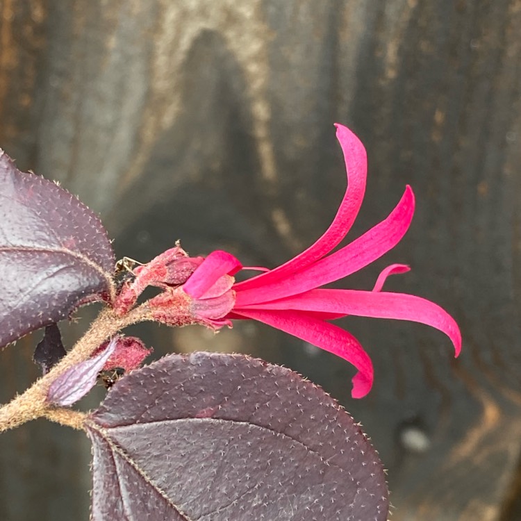 plant image 1506568 plant image 1506568