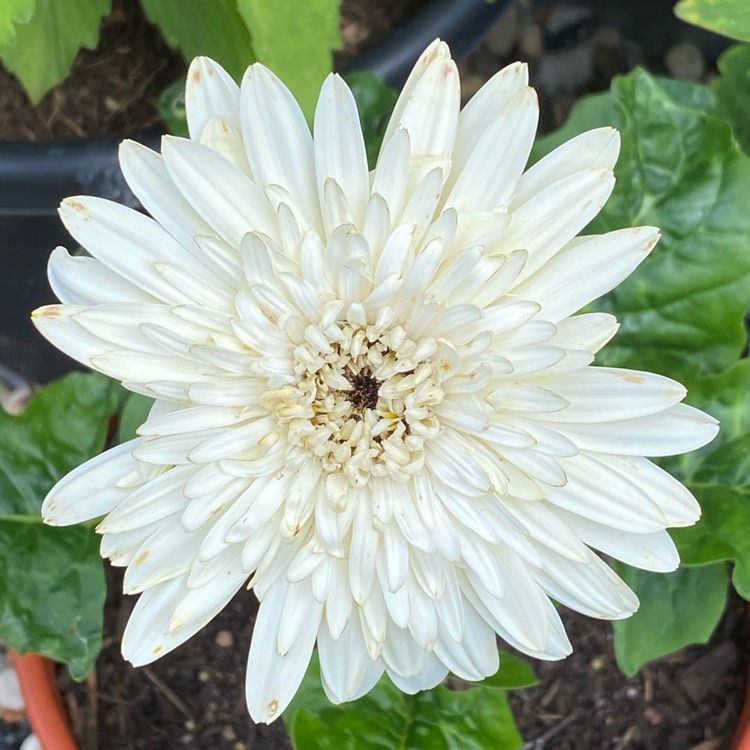 plant image 1507591 plant image 1507591