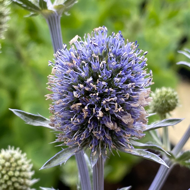 plant image 1508137
