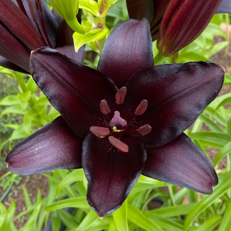 plant image 1508141 plant image 1508141
