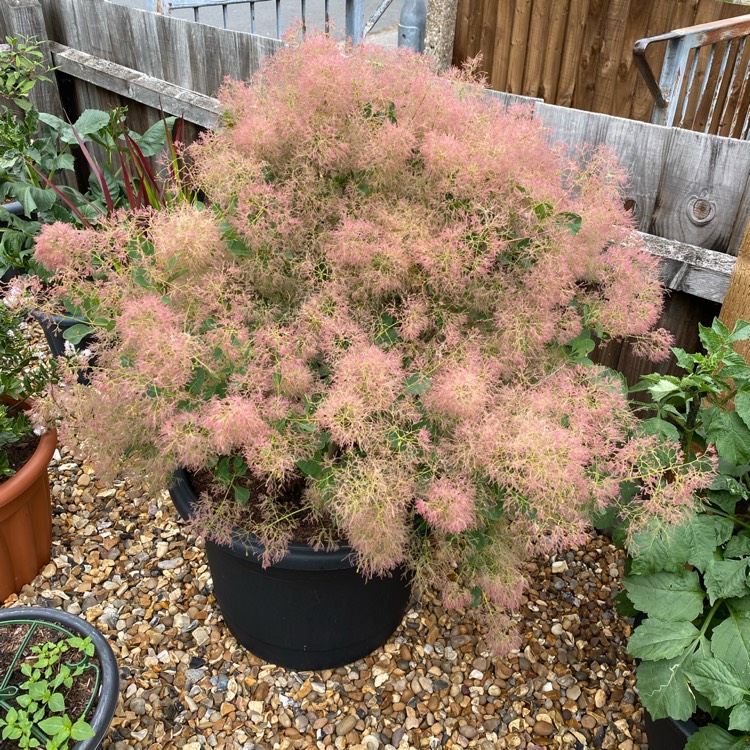 plant image 1508629 plant image 1508629