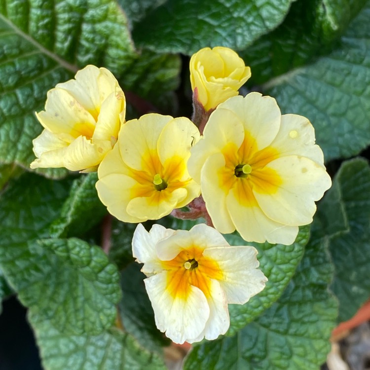 plant image 1509022