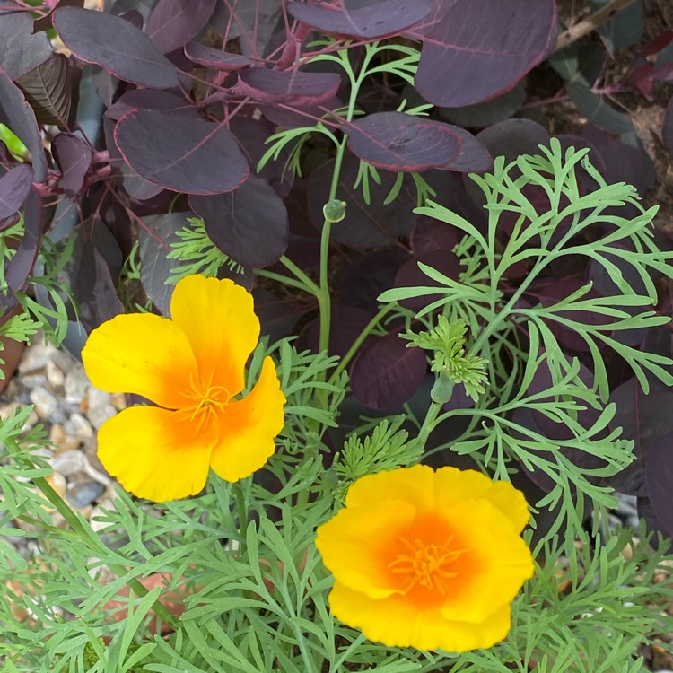 Plant image Eschscholzia californica 'Golden West'