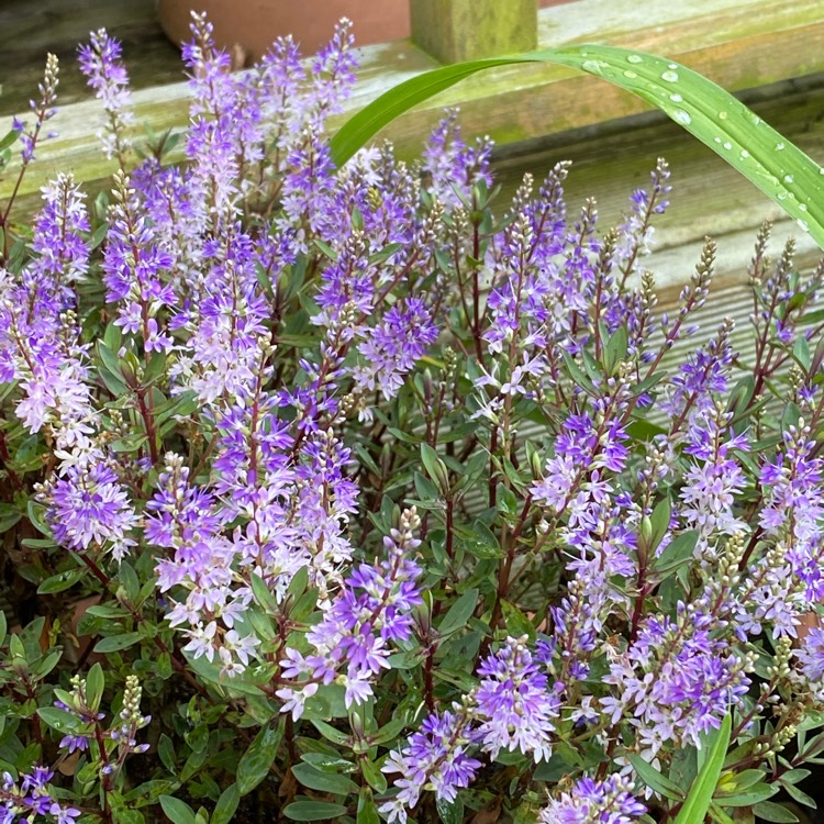 plant image 1509911