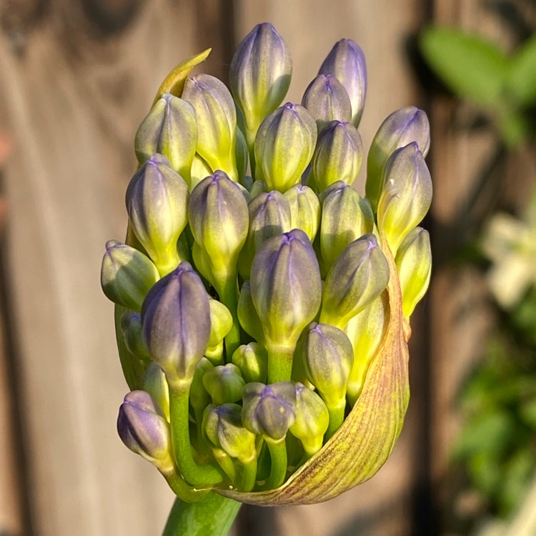 plant image 1509913 plant image 1509913