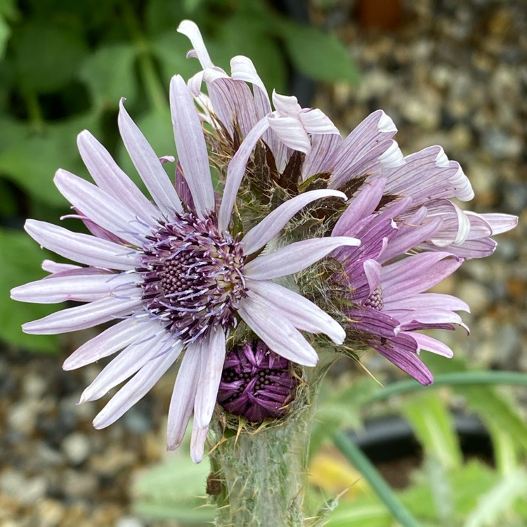 plant image 1511288 plant image 1511288