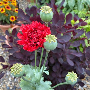Papaver