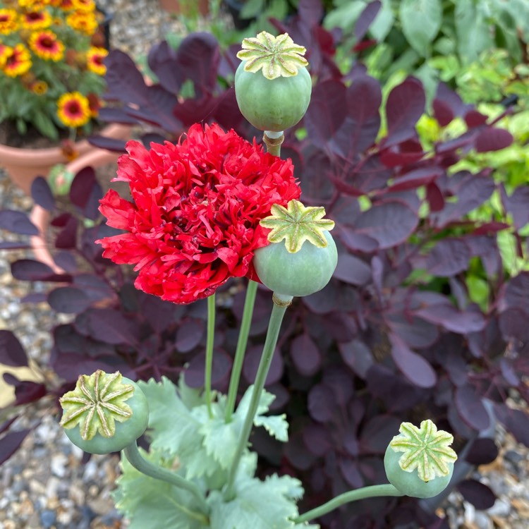 plant image 1511291