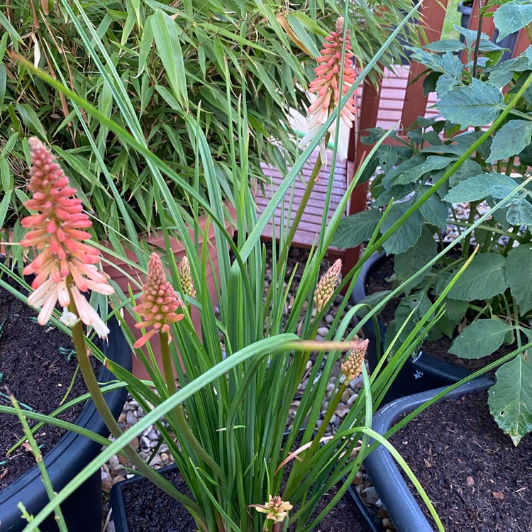 plant image 1511718 plant image 1511718