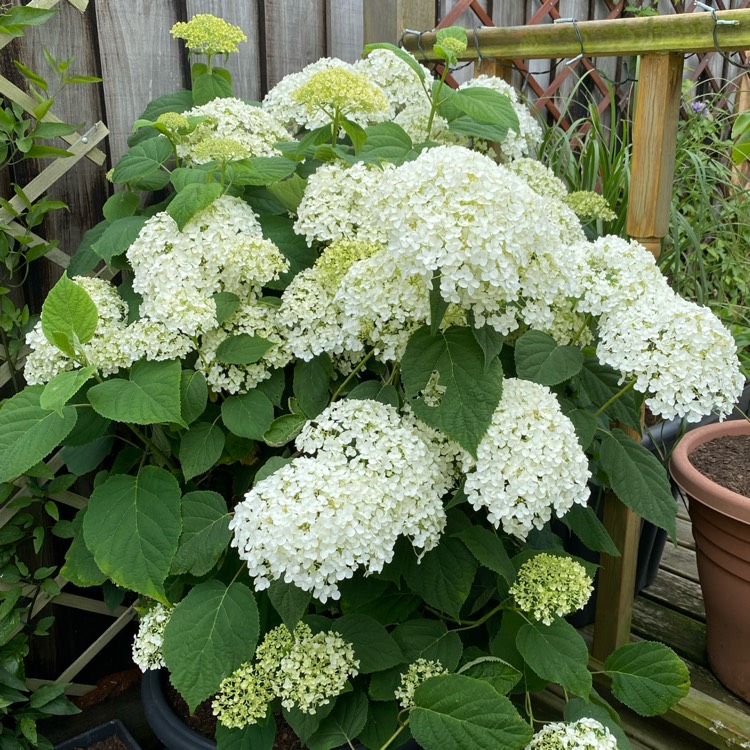 plant image 1512569