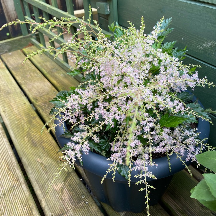 plant image 1513057 plant image 1513057